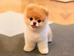 귀여운 강아지 사진임 표지로 쓸가 생각중임.jfif