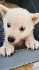 귀여운 강아지 영상입니다. 일요일에 본 겁니다. ㅎㅎㅎ.jfif