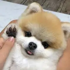 귀여운 강아지 사진.jfif