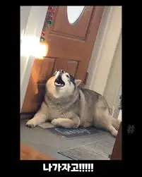 문앞 을막고 있는 허스키.jfif
