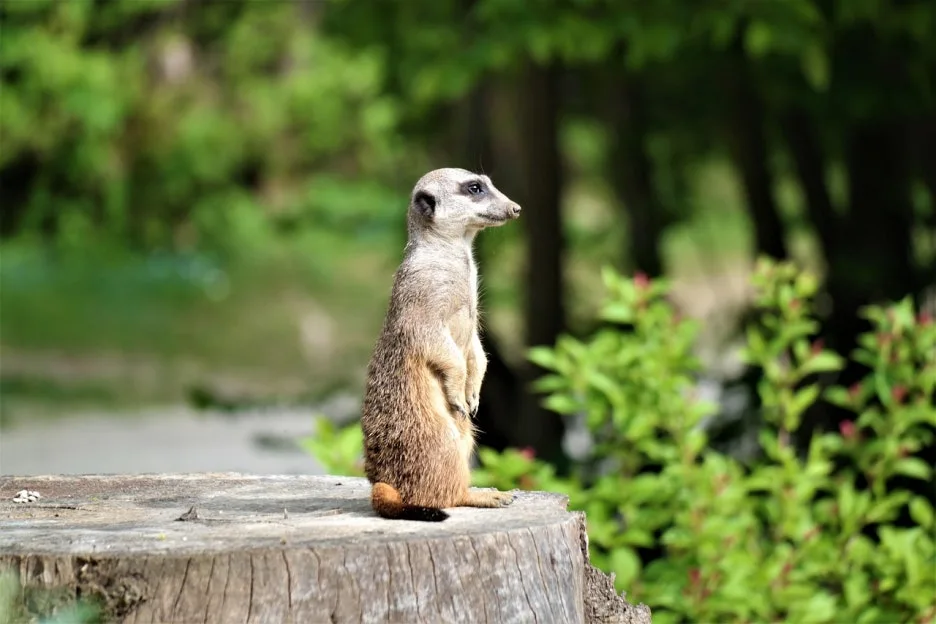 meerkat-4370850_1280.jpg?type=w1