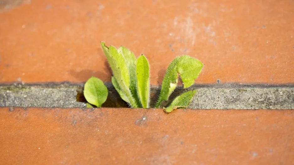 spring-1281133_1280.jpg?type=w1