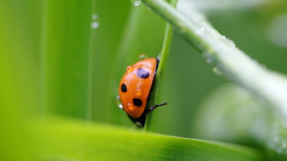 184_(33).png?type=w1