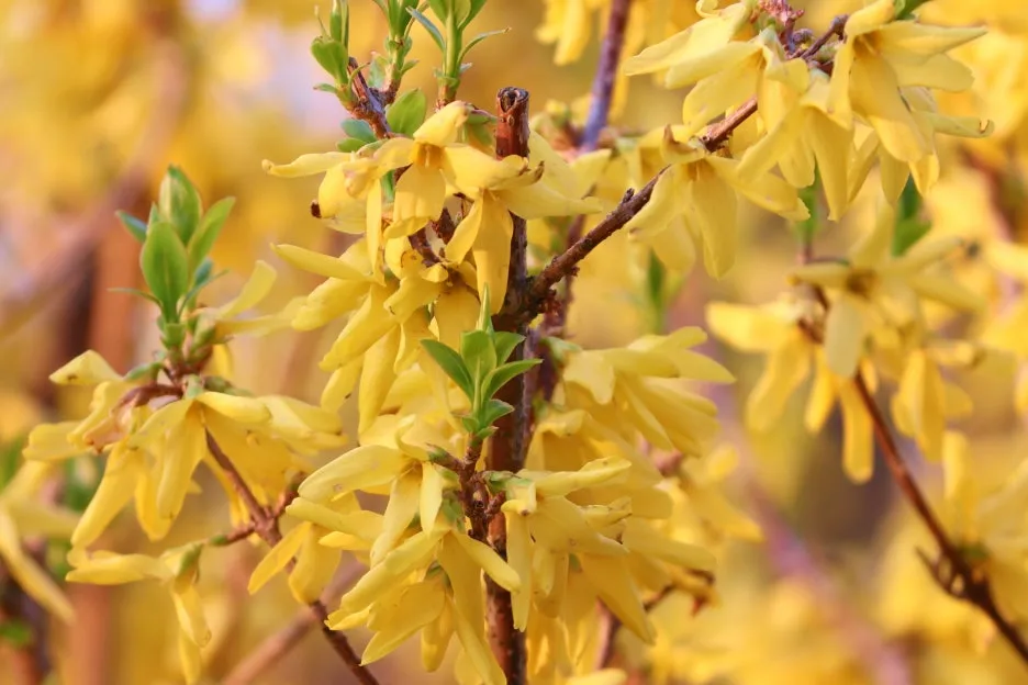 manfredrichter-forsythia-4816171.jpg?type=w1