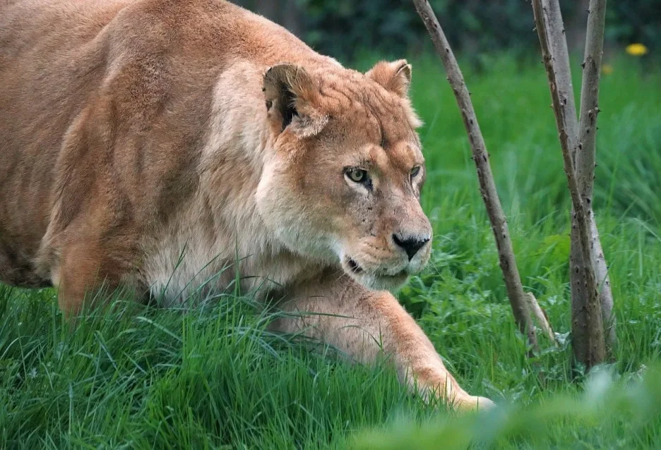 ykaiavu-lioness-9620174_1280.jpg?type=w1