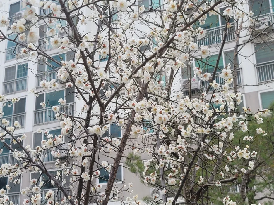 KakaoTalk_20260321_202927395.jpg?type=w1