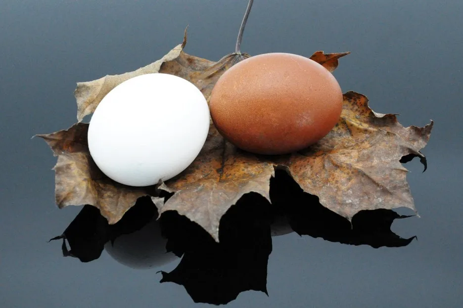 eggs-6908347_1280.jpg?type=w1