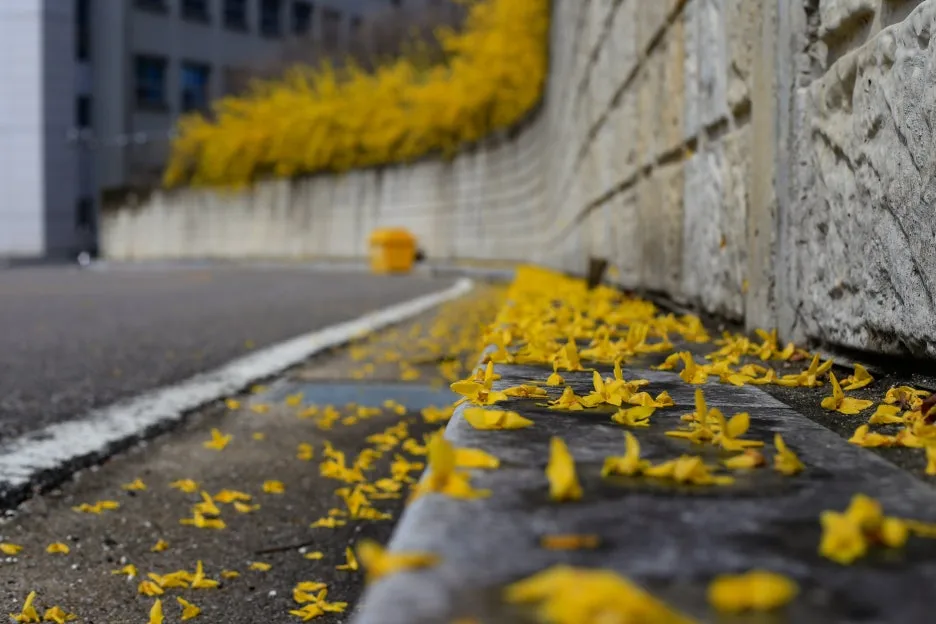 darkwind-forsythia-4513272.jpg?type=w1