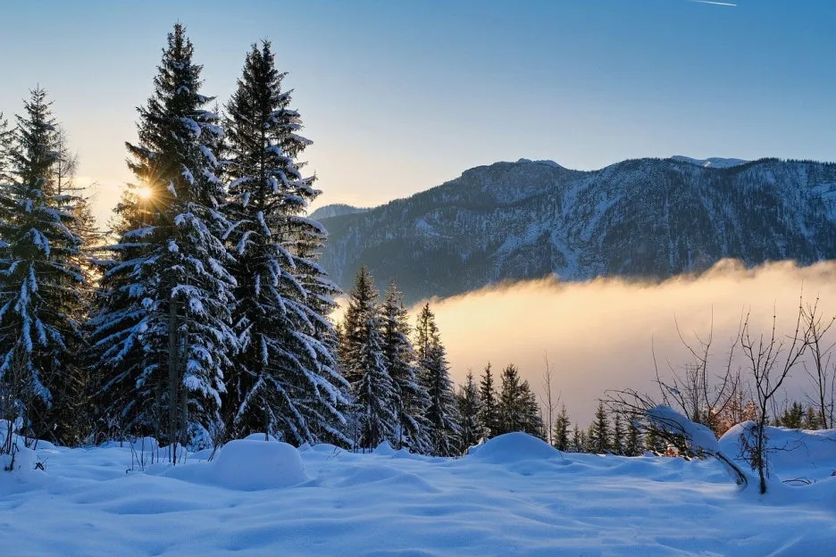 shogun-forest-9380292_1280.jpg?type=w1