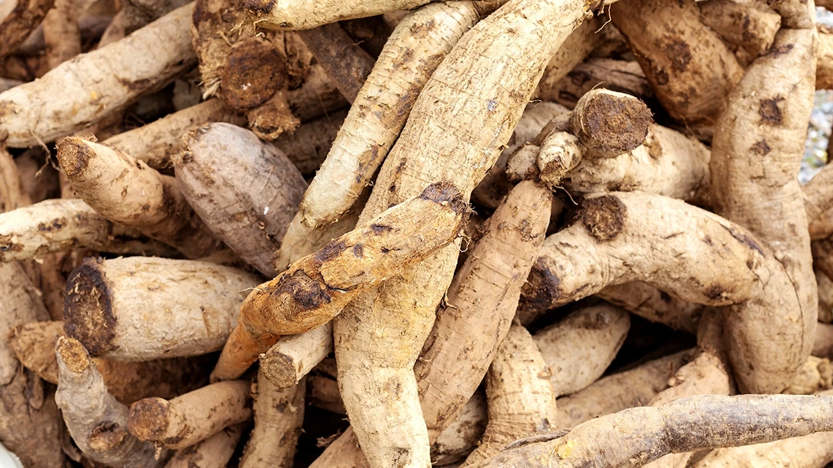 arrowroot-europe-food-ingredients-efficacy-2.webp