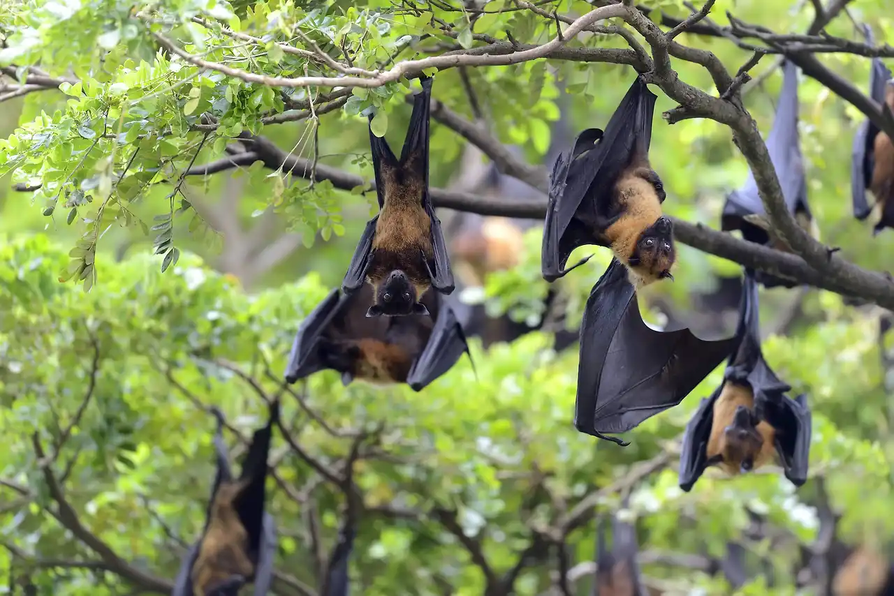 black-flying-foxes-hanging-in-tree-min.jpg?sfvrsn=99dedc73_11
