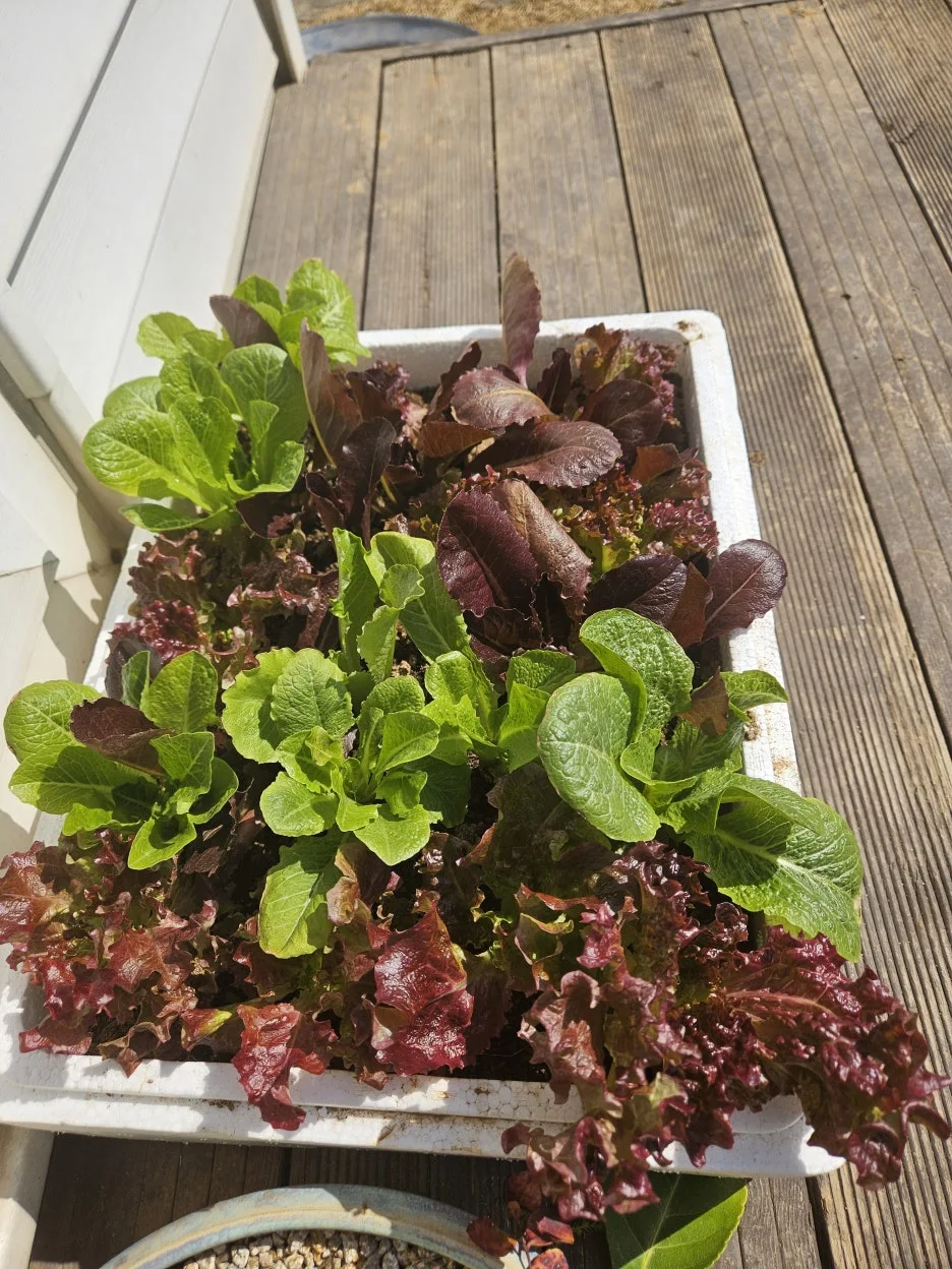 KakaoTalk_20260310_123835660.jpg?type=w1