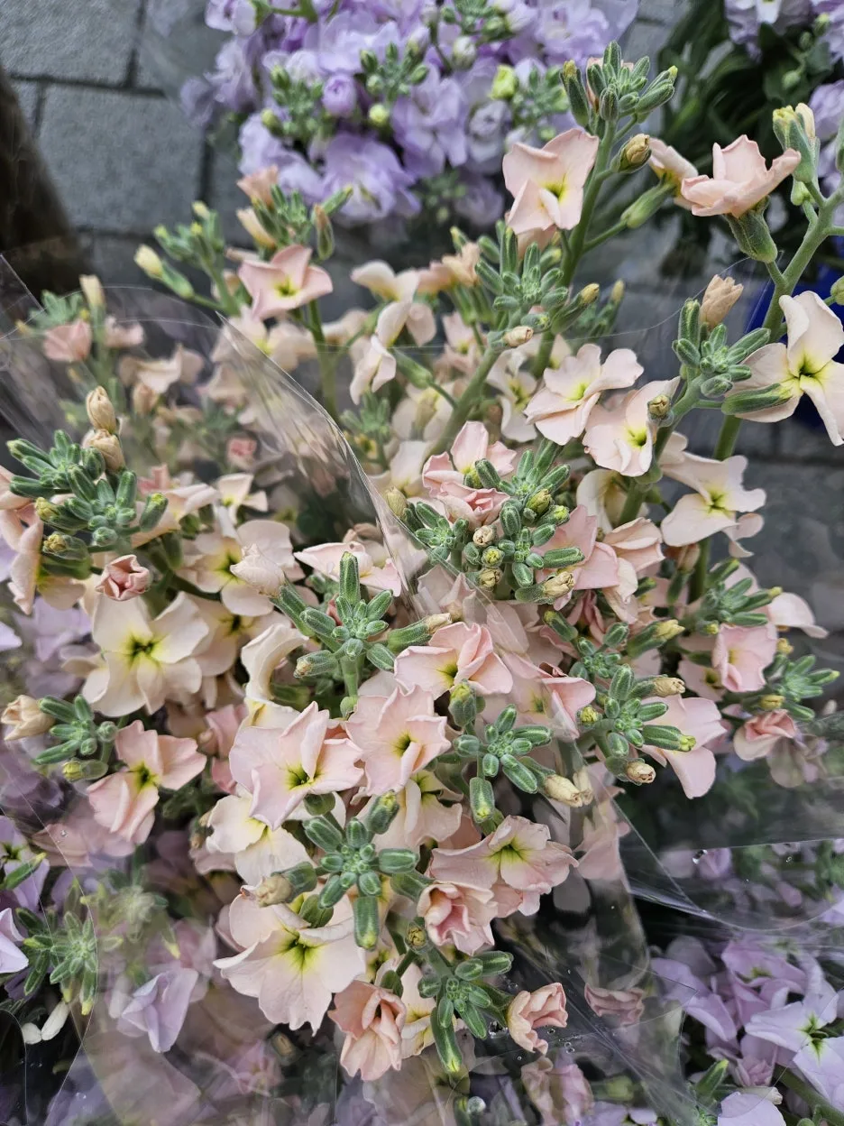 KakaoTalk_20260404_171915318_19_(1).jpg?type=w1