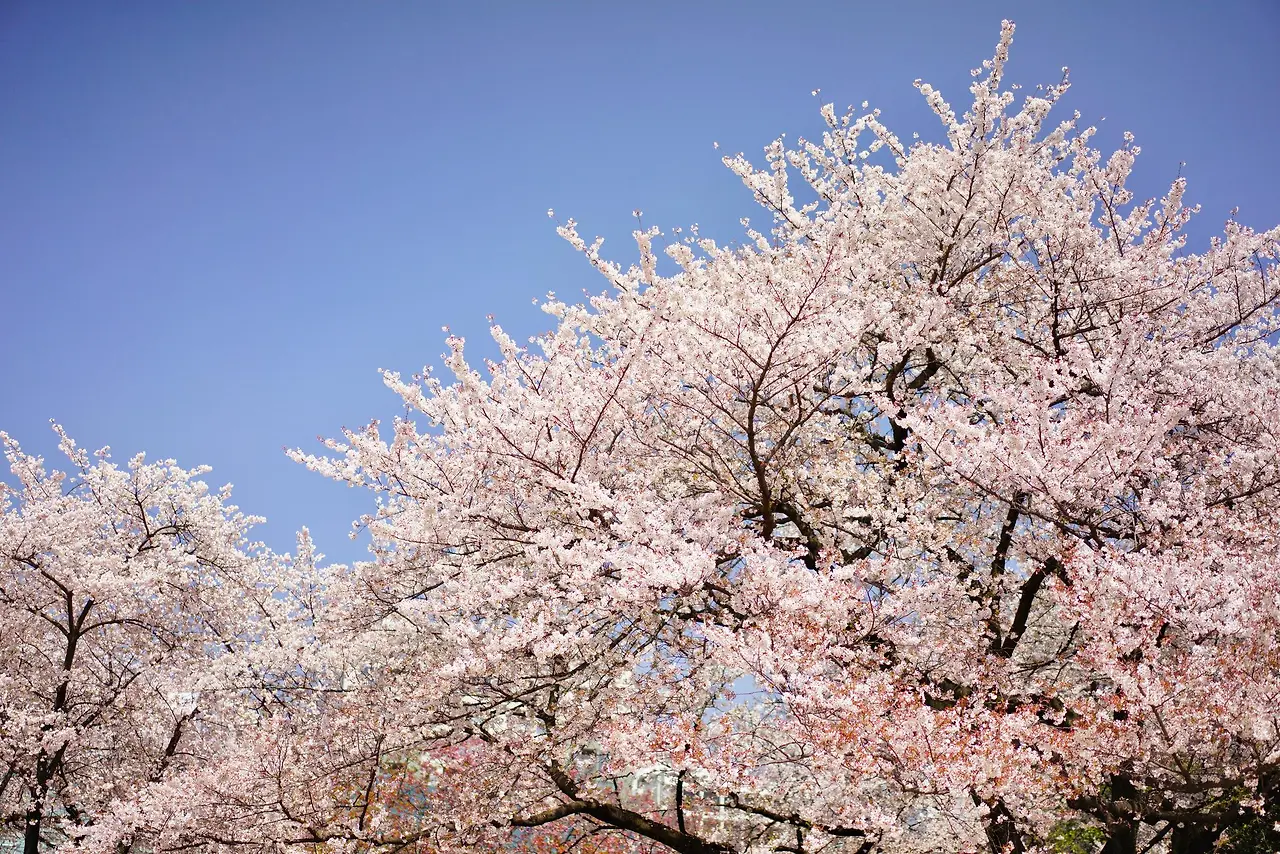 aG7anq67EI_JJ01tMbN9K9QnzrZYiEU160_B1bdI8hHs40dLlg8Lbe6InV9E9HdYKY-lGW13n99TtM1EDELkp5kmQNFm-cQ8_jG3W8SYQT8?purpose=fullsize&v=1