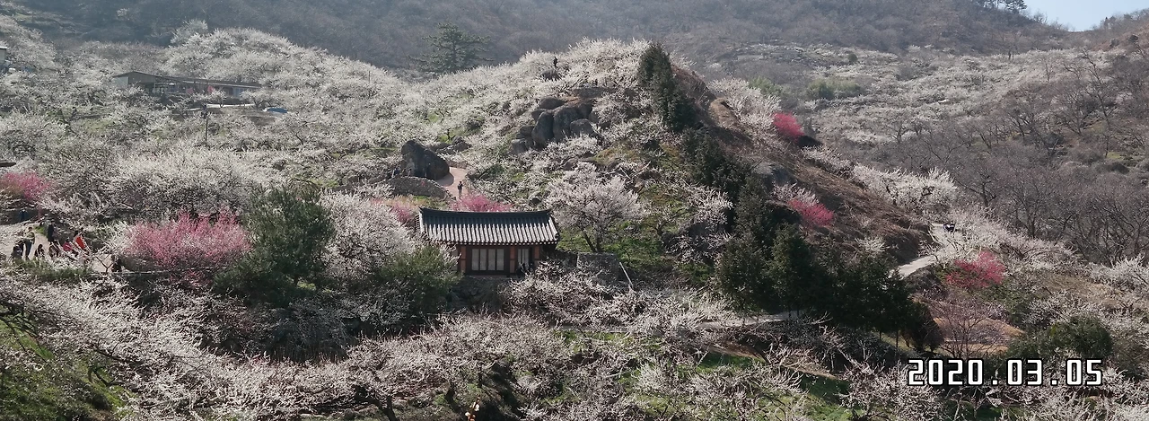 광양매화마을2.JPG