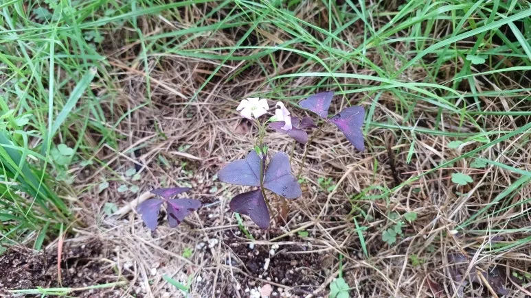 20250720_102127.jpg?type=w773