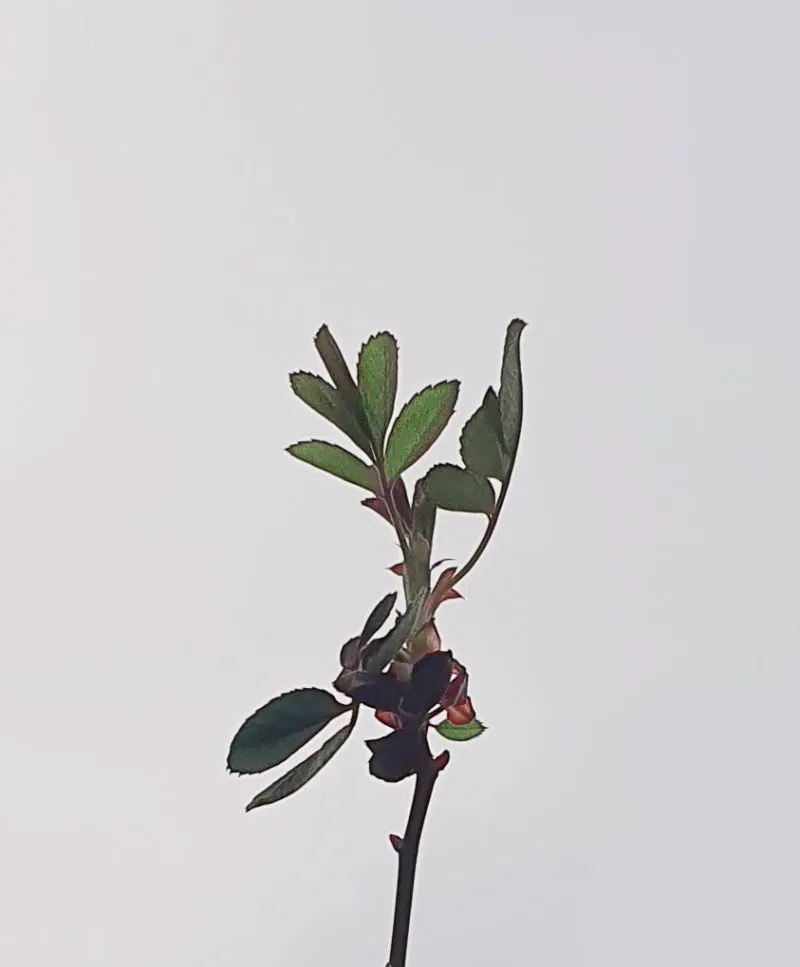 20240317%EF%BC%BF155113.jpg?type=w800