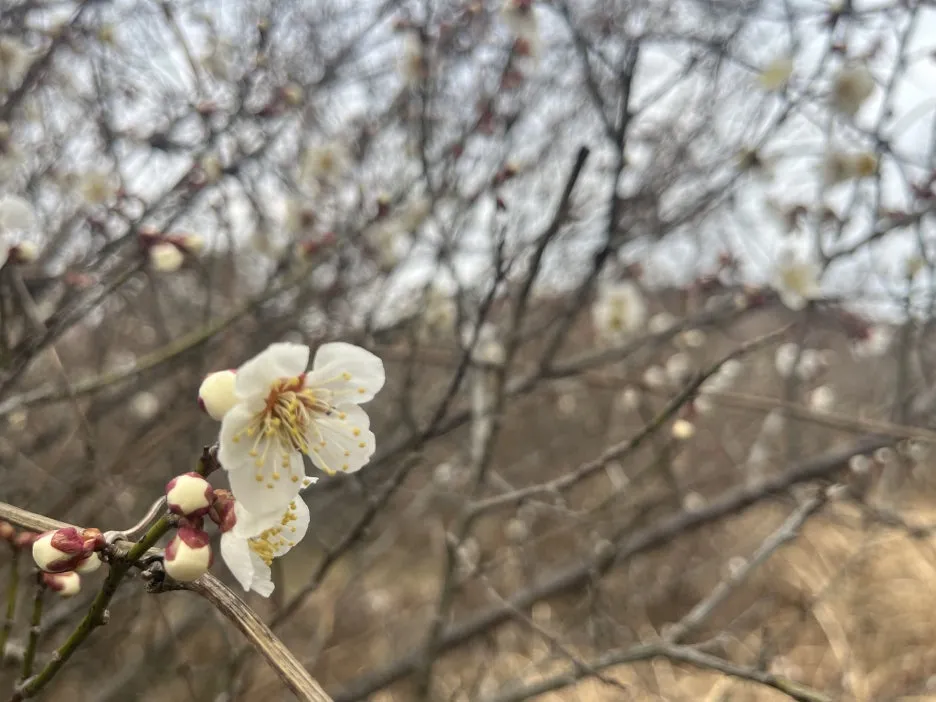 KakaoTalk_20260308_094431171_06.jpg?type=w1