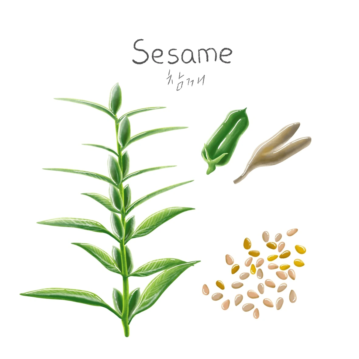Sesame