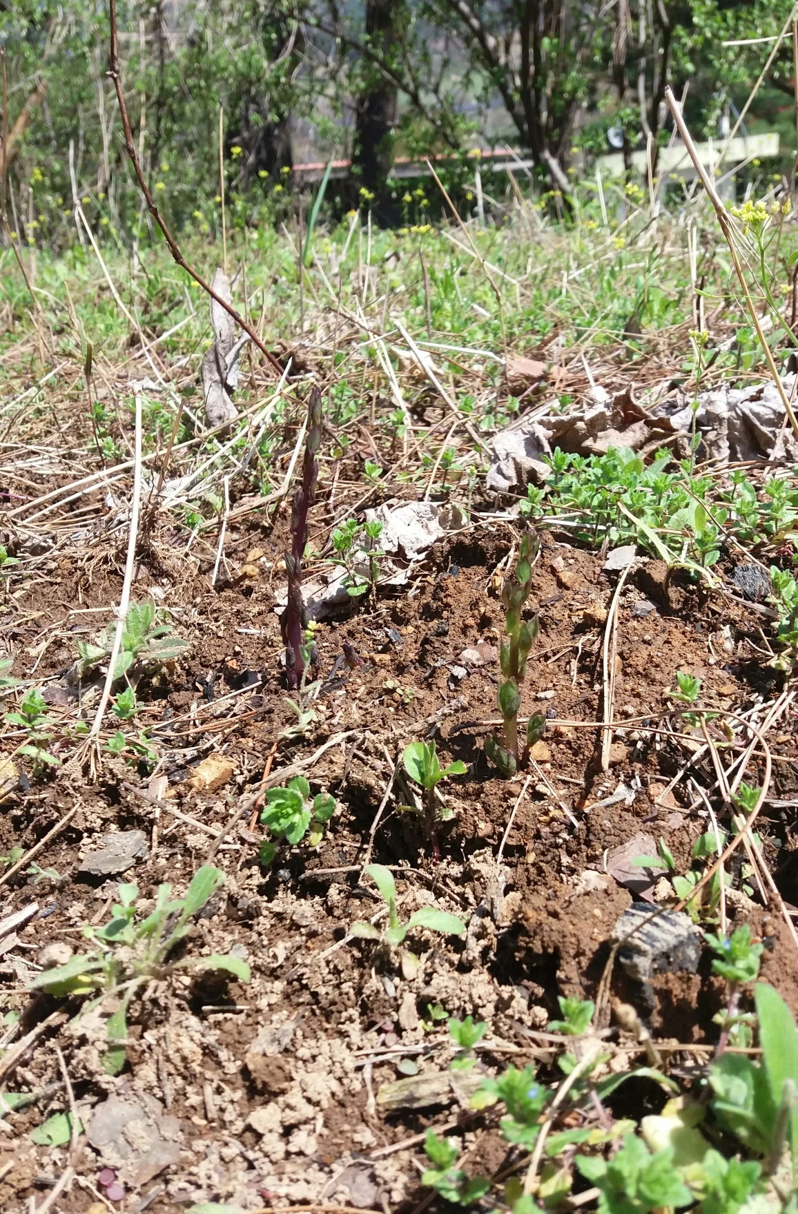더덕 밭에서