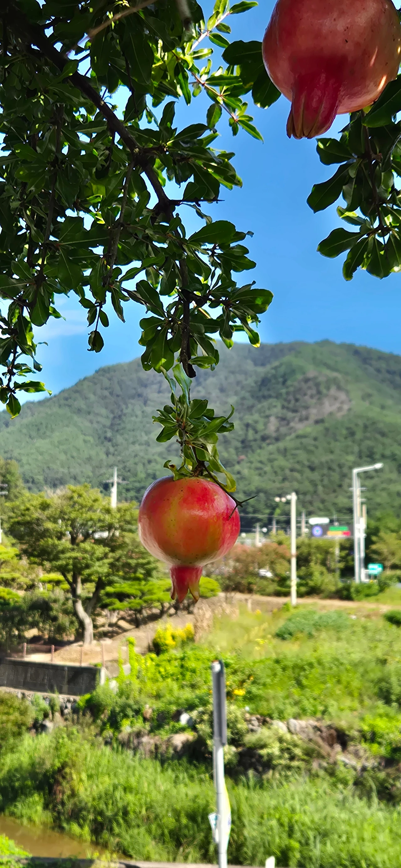 석류꽃