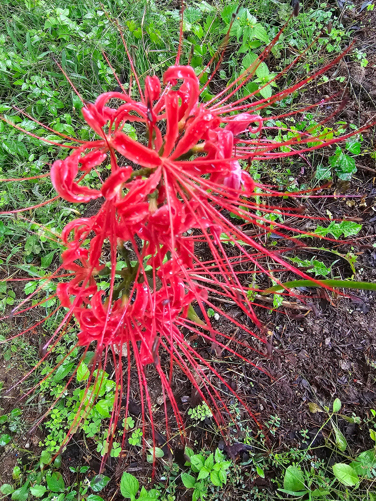 석산