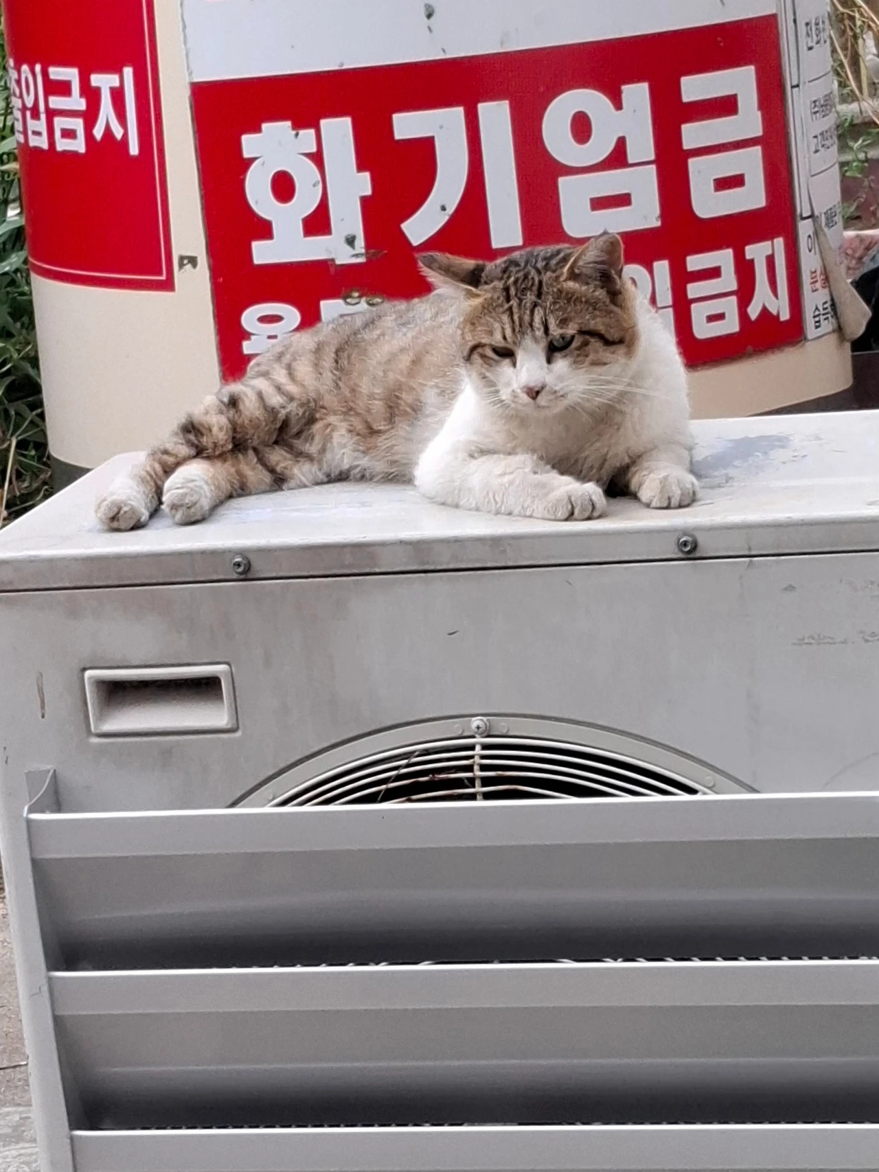 14화 흰 고양이 검은 고양이