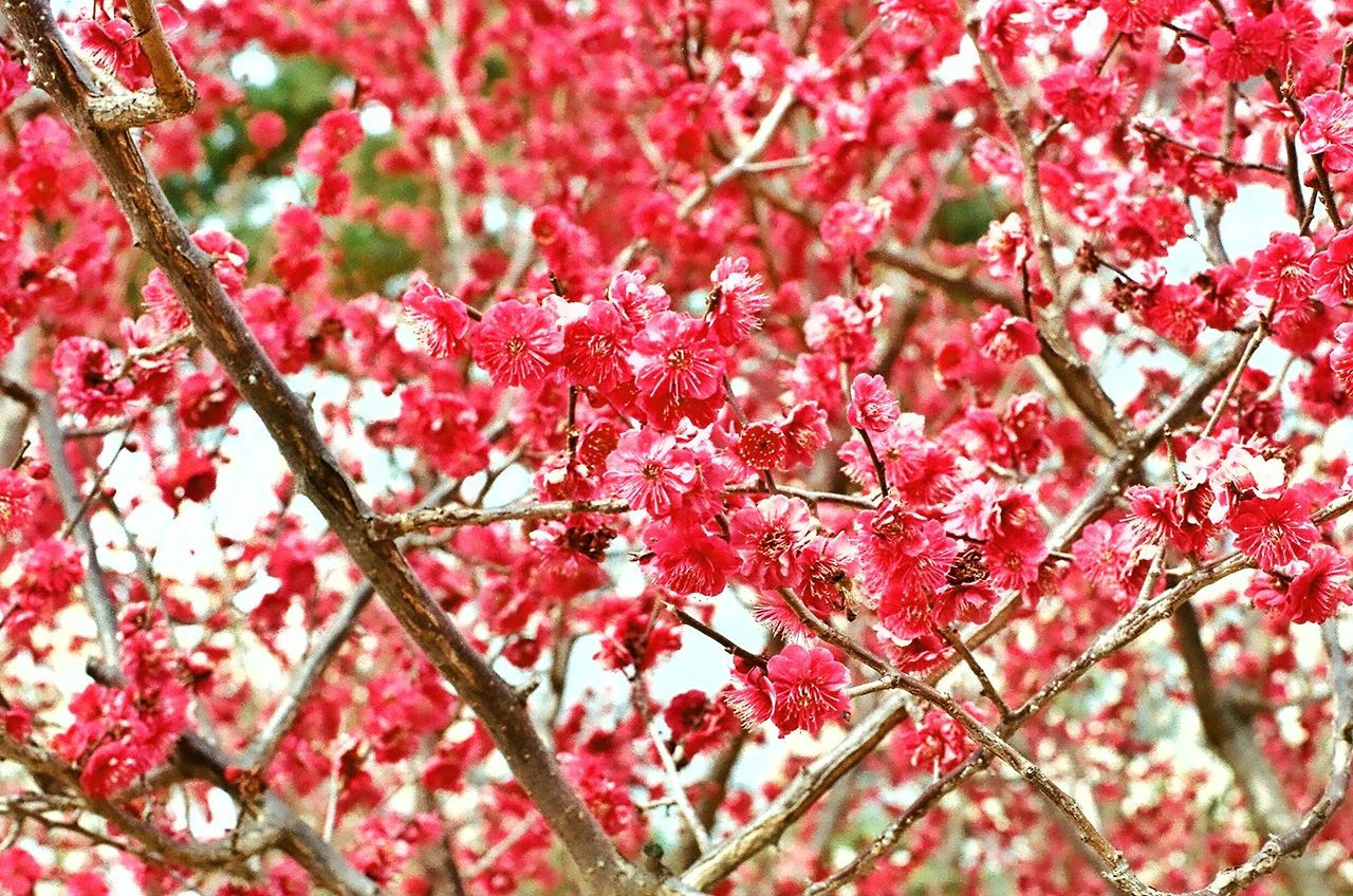 꽃이 피면 연락하리다