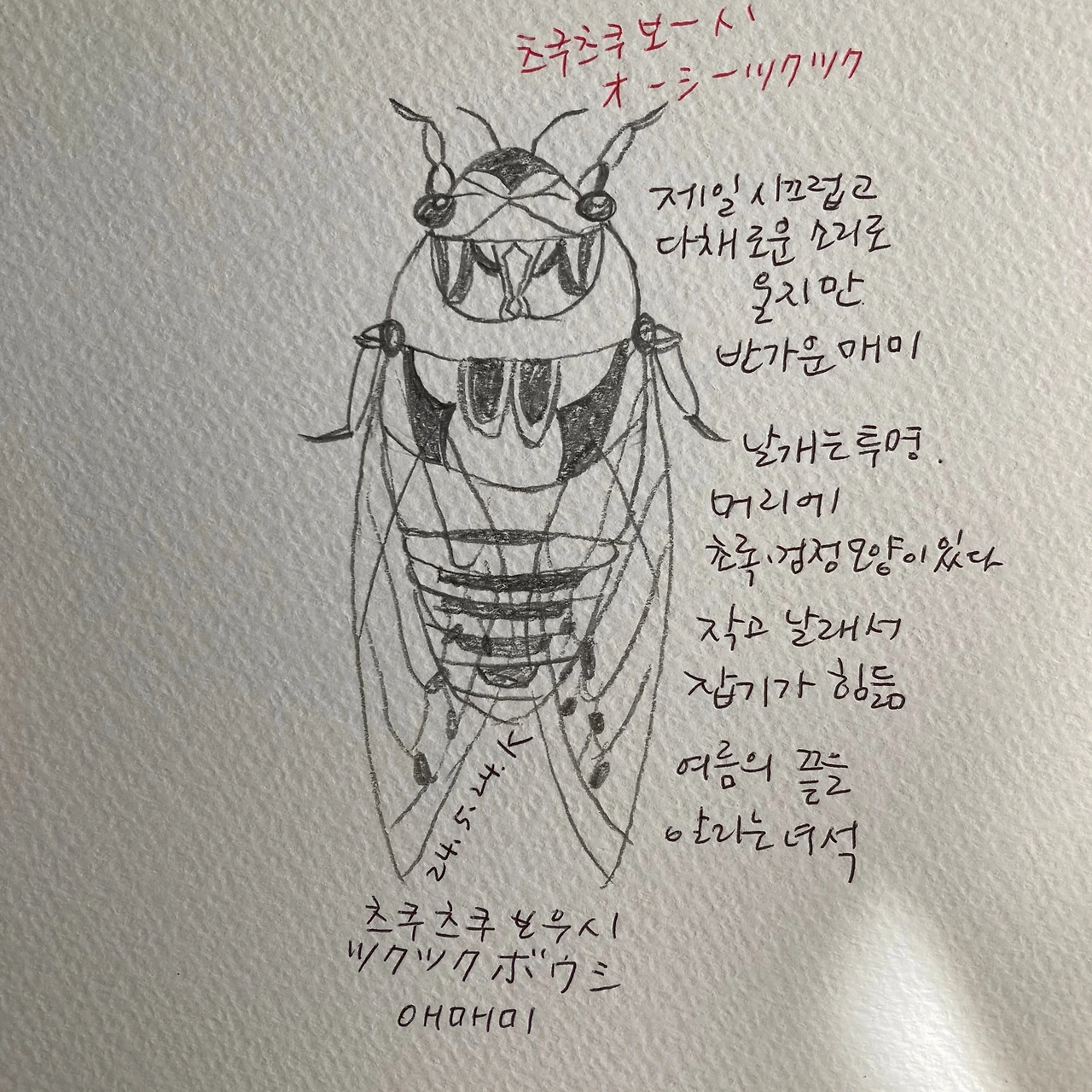 매미