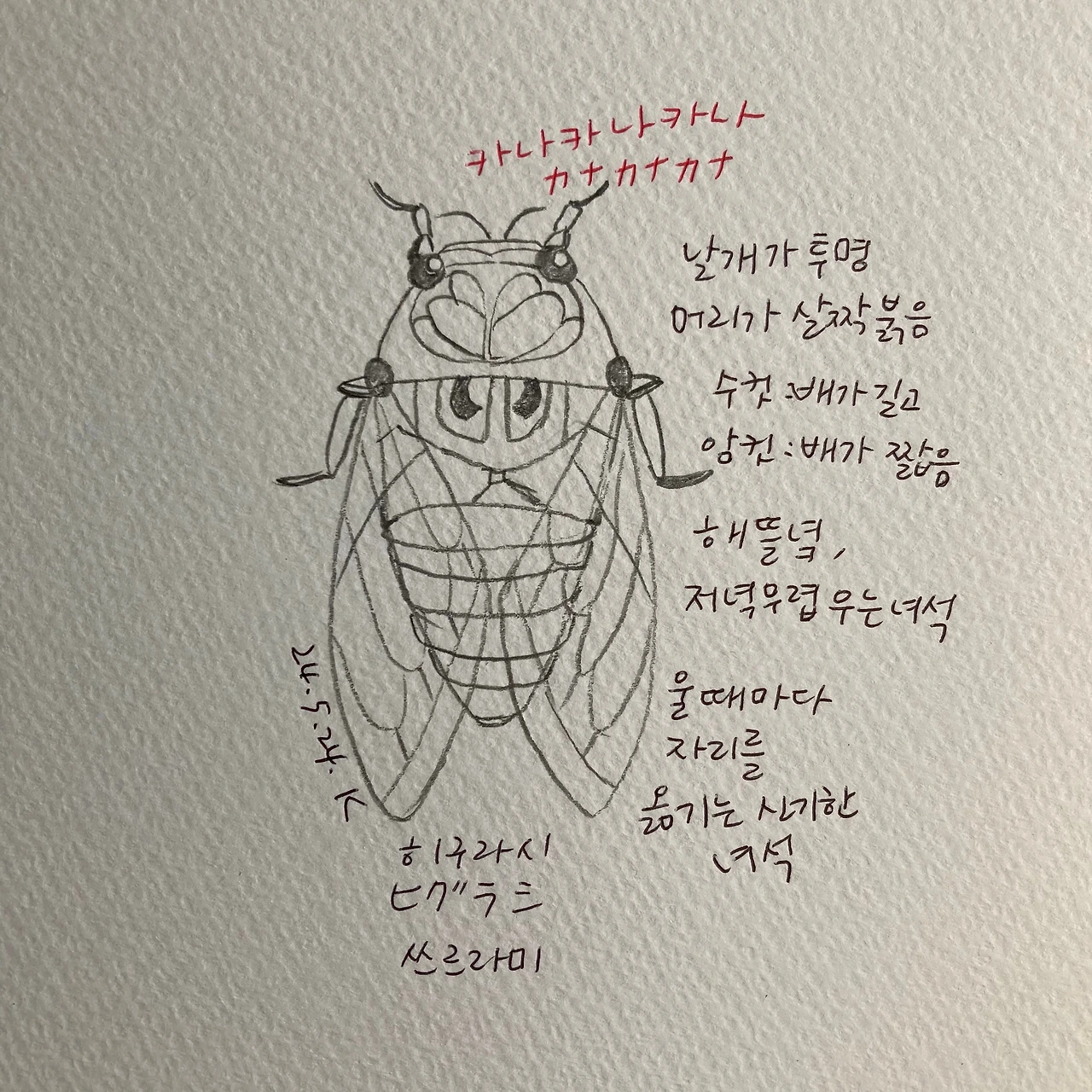 매미