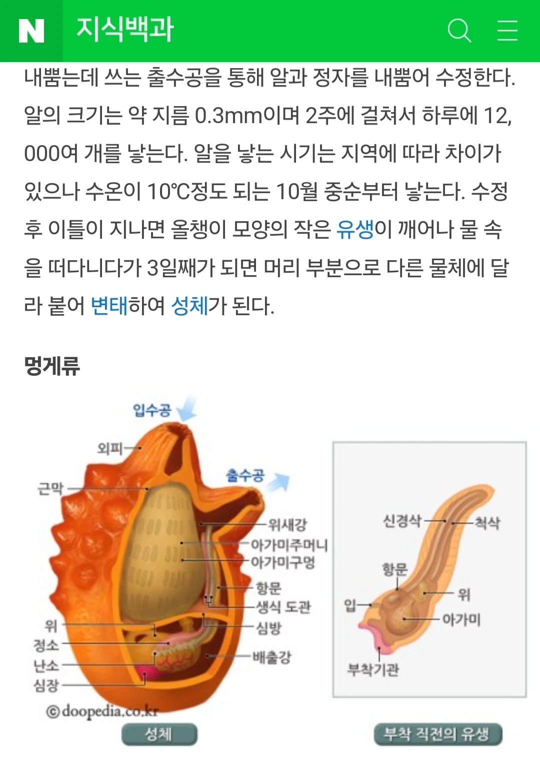 07화 우렁쉥이가 멍게였다니