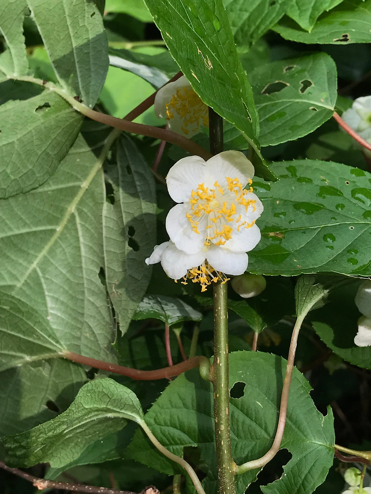 약초 치유명상법의 실제