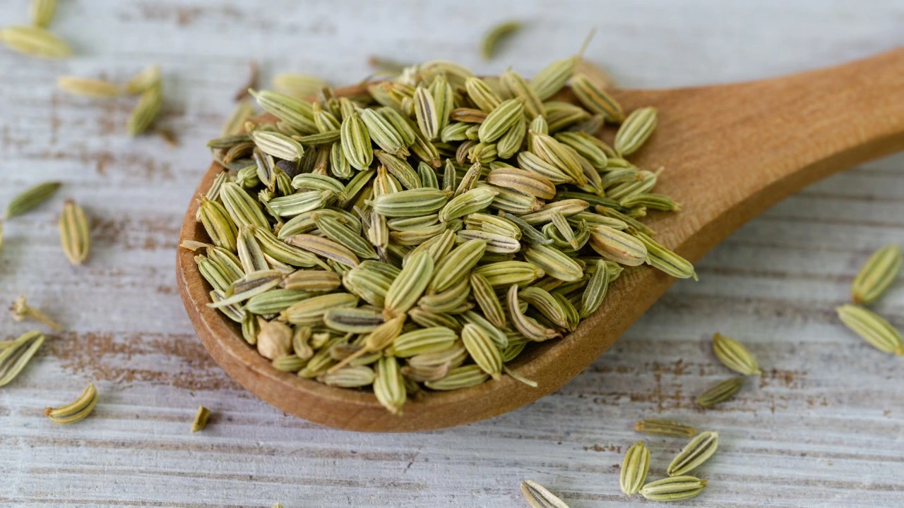 05화 오늘의 향신료, 회향씨앗 / Fennel seeds