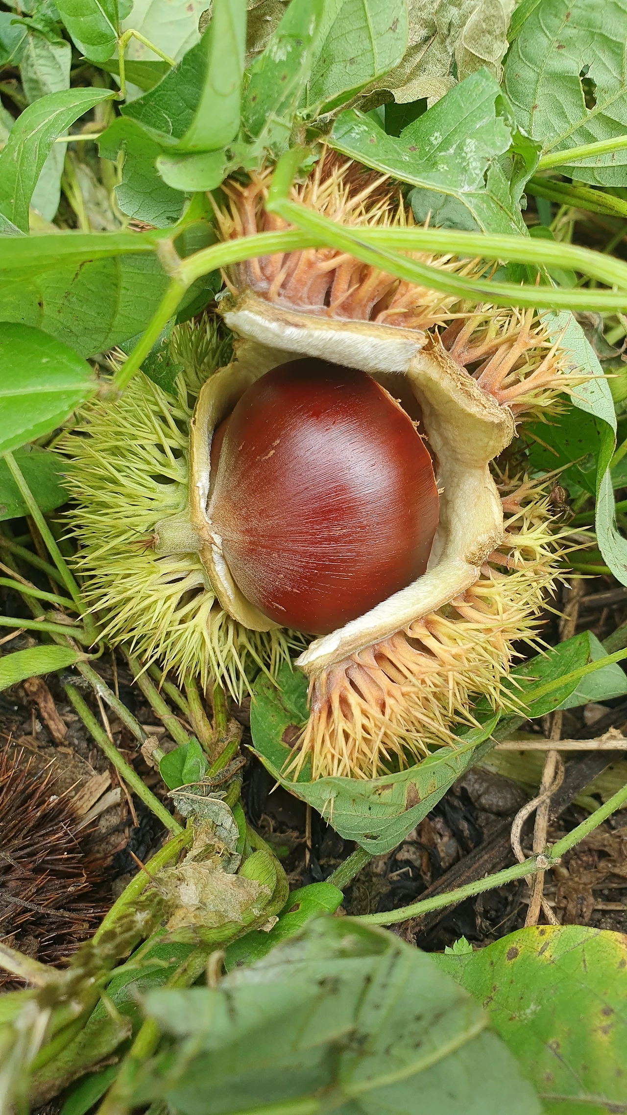 가을 밤