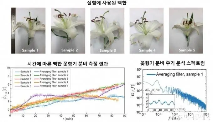 눈으로 보는 꽃향기