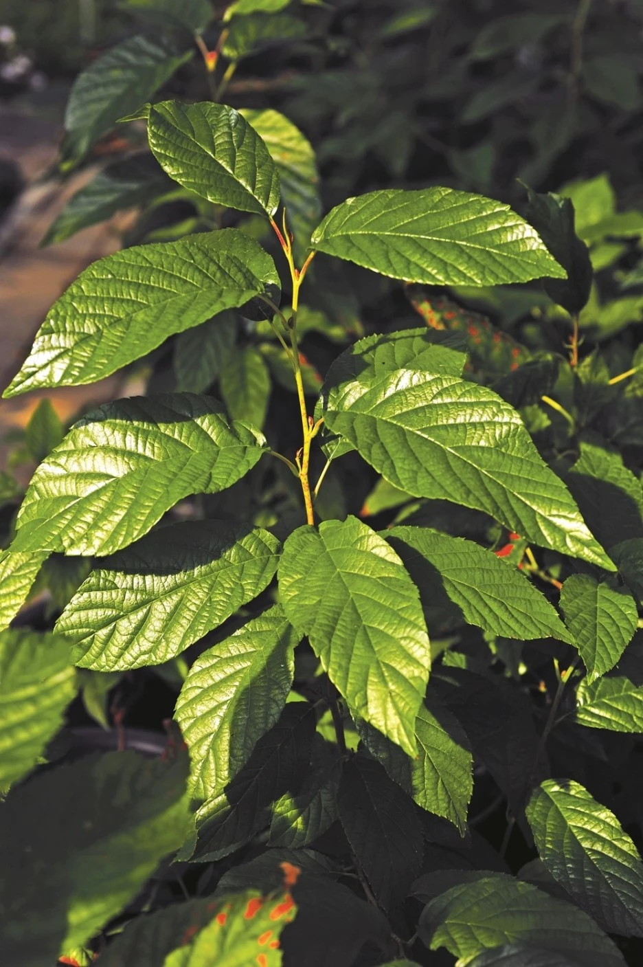 12월 16일 탄생화 오리나무 / 오리나무 명칭의 유래