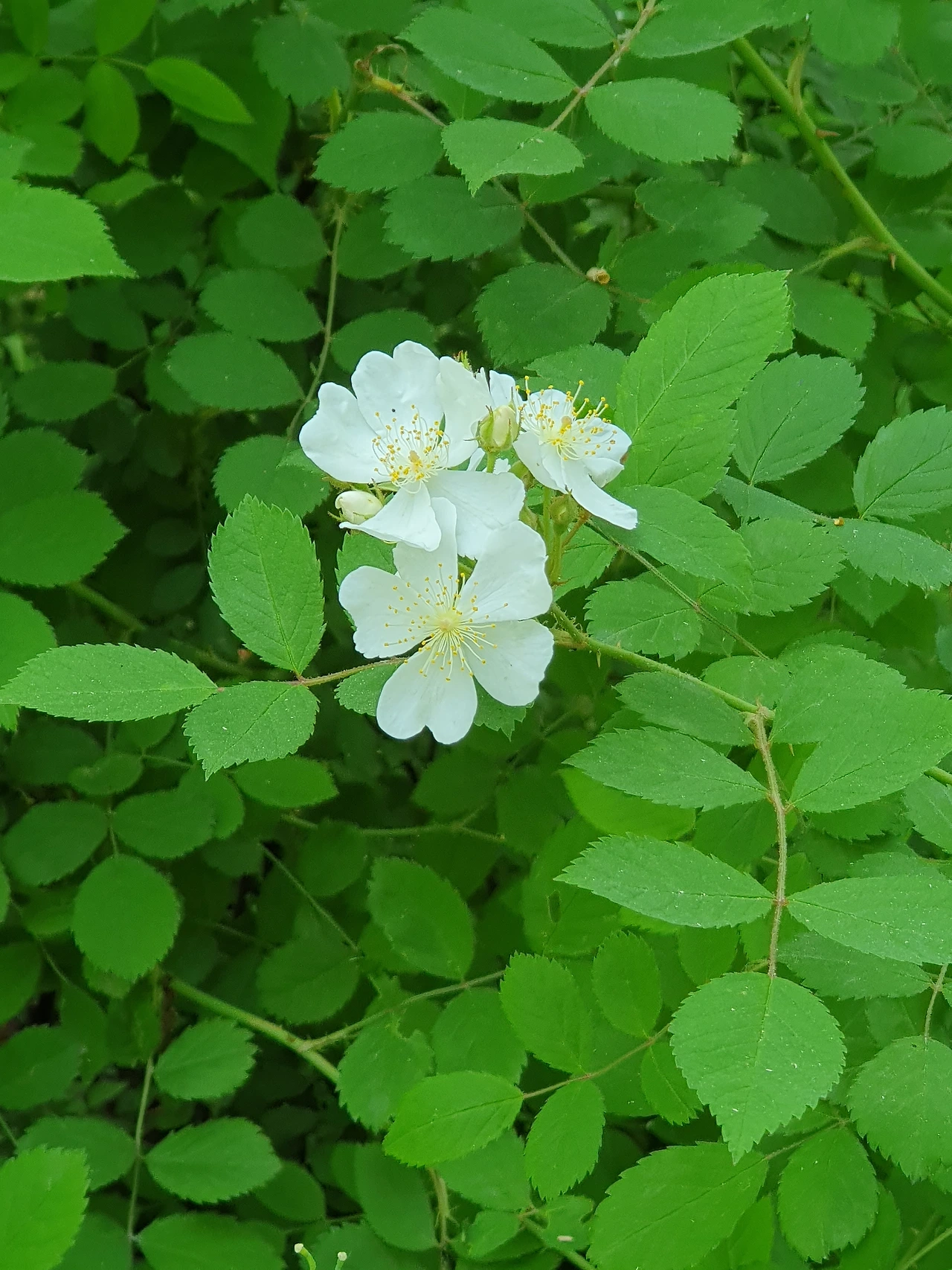 들풀