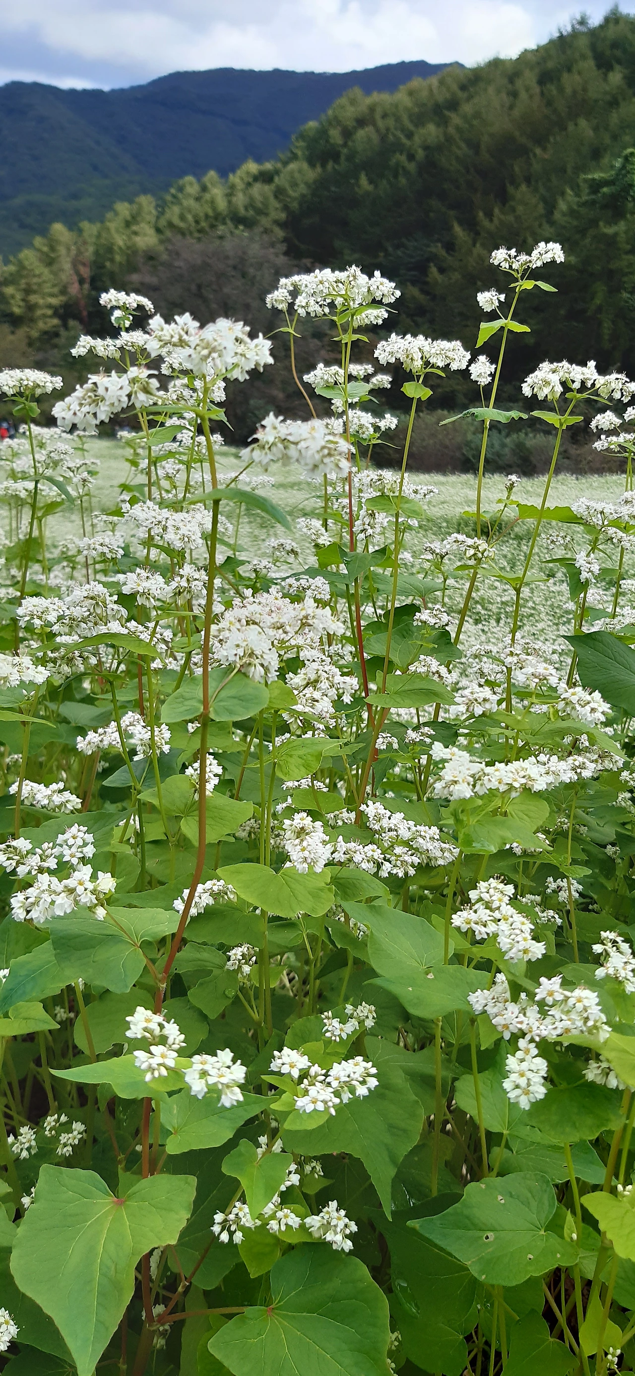 16화 잣대
