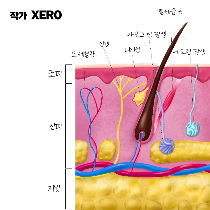피부층 해부학 구조와 기능