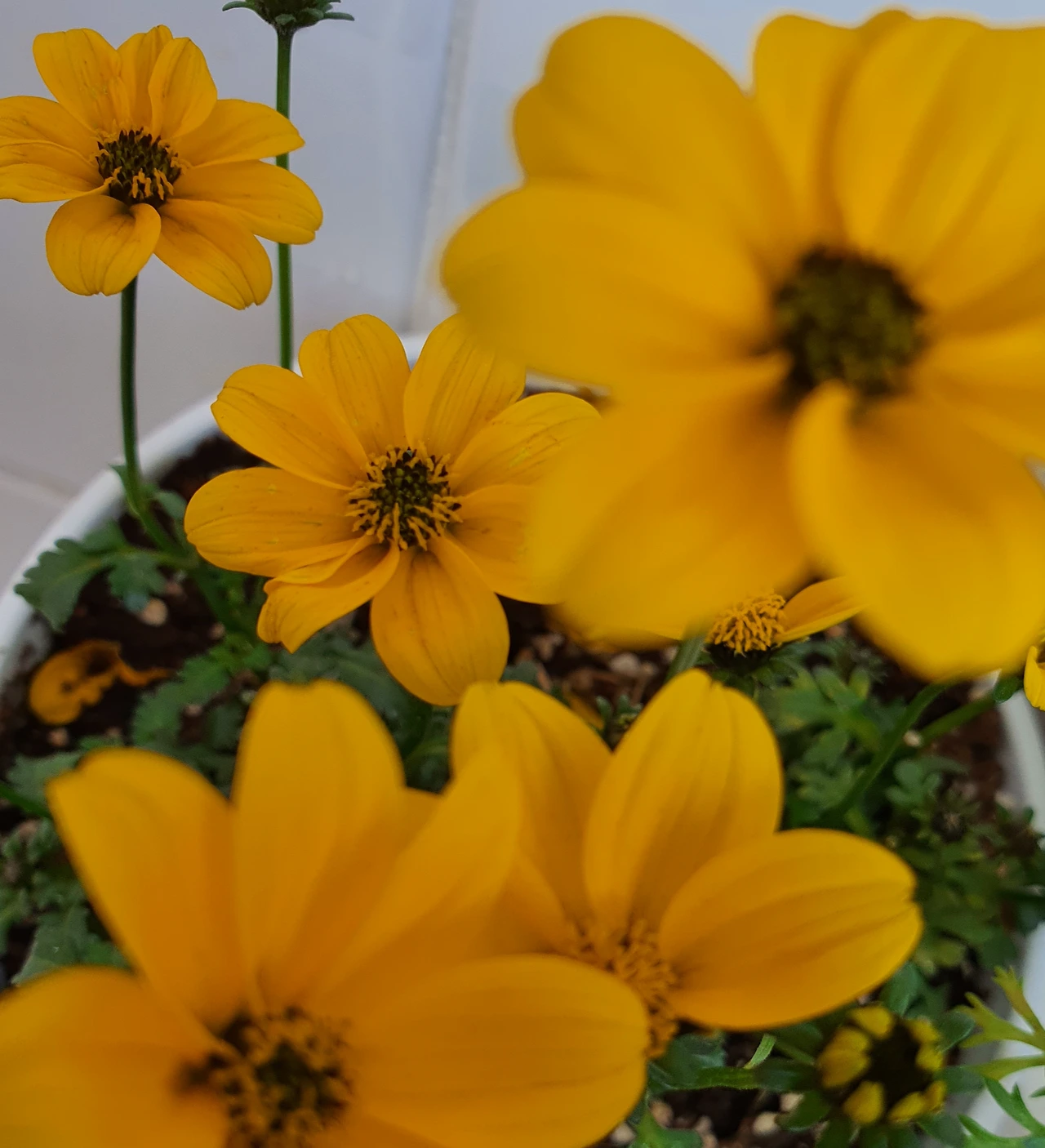 02화 꽃이 좋아