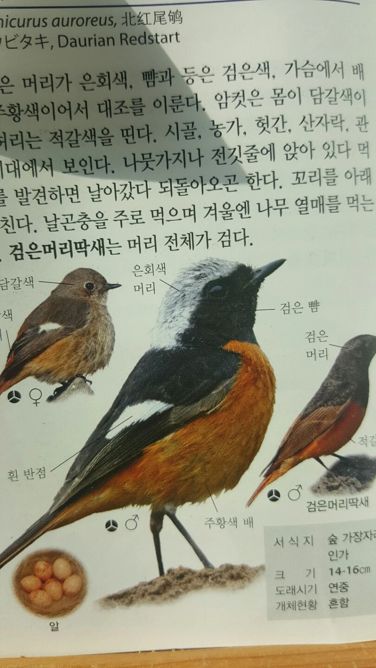 숲에서 온 종달새 편지(3.27.일. 세레나데)
