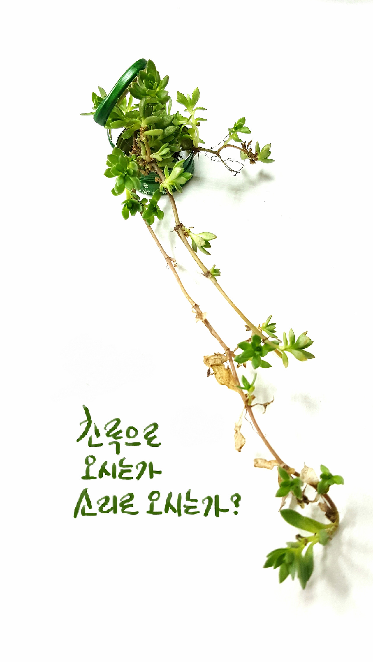 비빔국수가 먹고 싶어