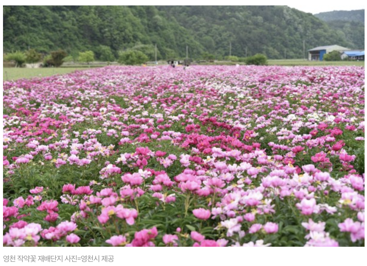 카지노 게임 사이트