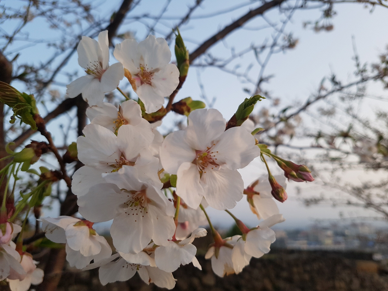 13화 제주, 봄 그리고 꽃