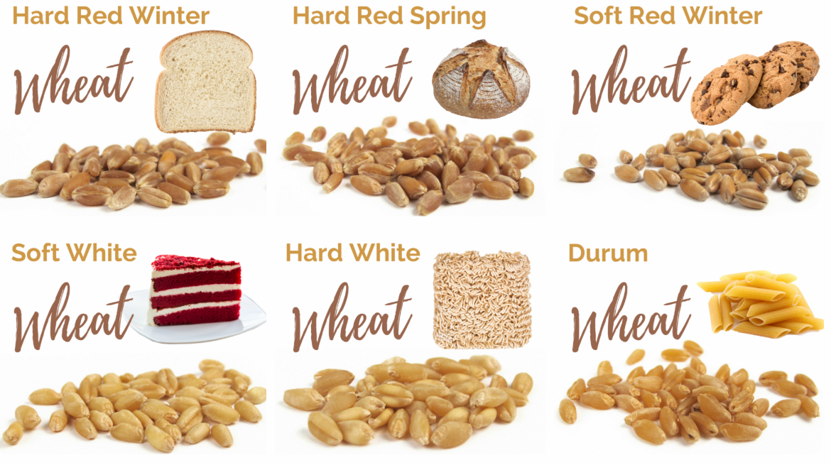 6-classes-of-wheat-wheat-foods-council