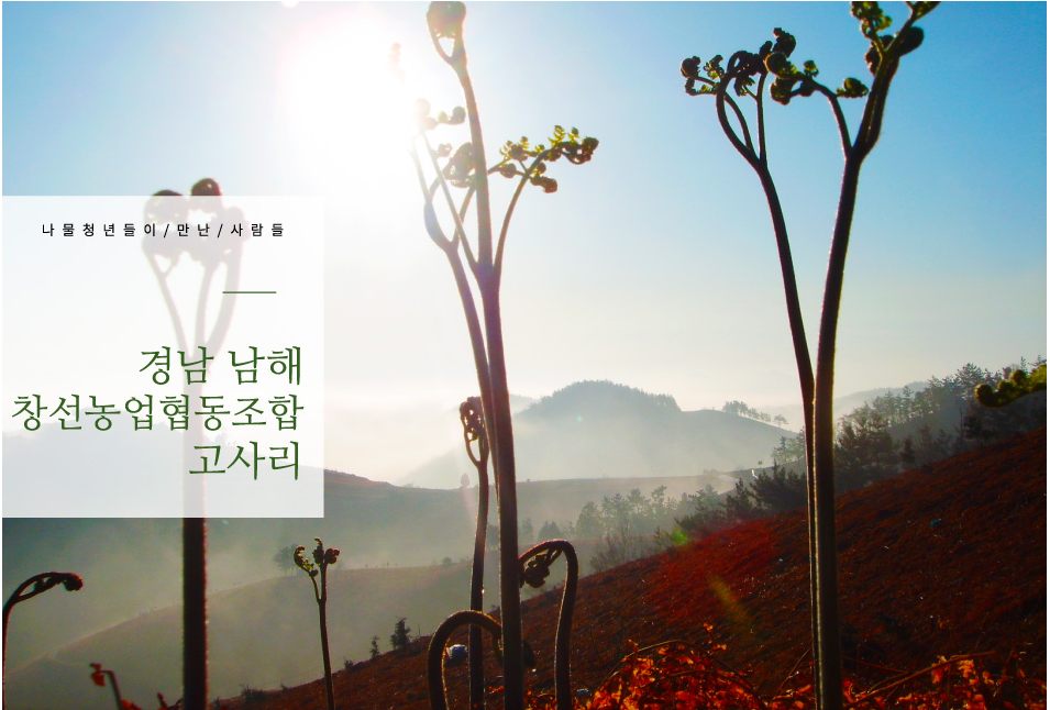 남해 창선 농업협동조합 : 고사리