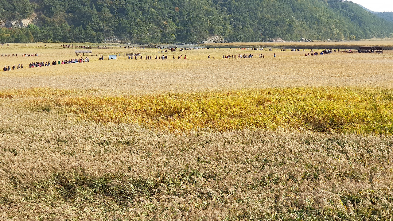 순천만 갈대밭엔 바람과 안개가 숨어 있다