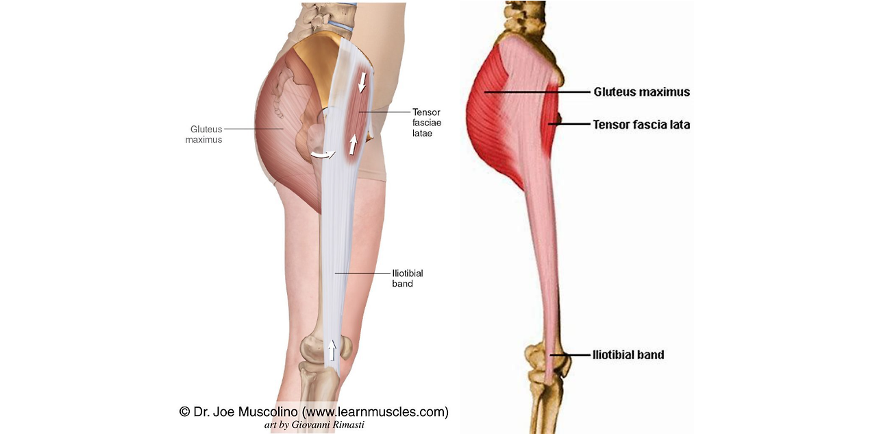 The Tensor Fascia Lata Muscle Flap