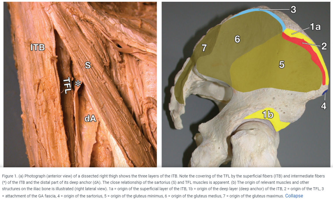 The Tensor Fascia Lata Muscle Flap