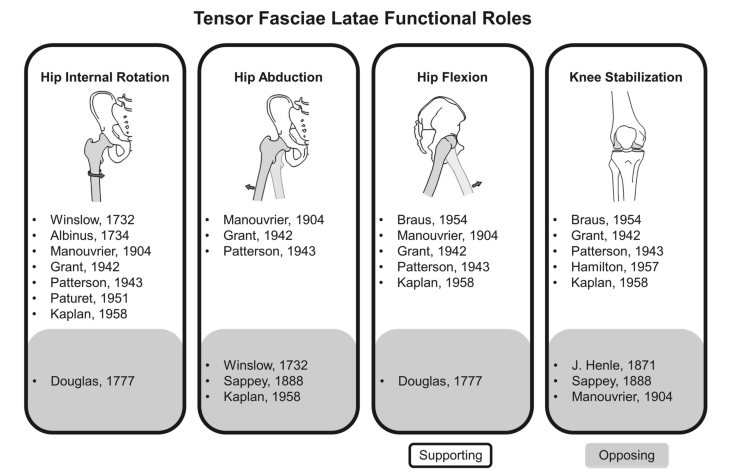 대퇴근막장근(Tensor fascia lata)